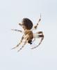Larinioides sclopetarius